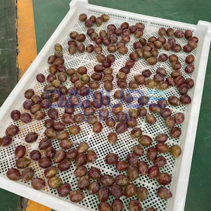 เครื่องอบแห้งลูกพรุนแบบปั๊มความร้อนพร้อมคุณสมบัติพิเศษ สายการผลิตเครื่องอบแห้งลูกพรุน เครื่องขจัดน้ำออกจากลูกพรุน - Product Image 3