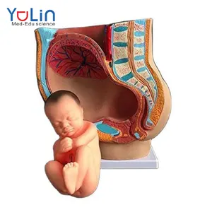 Gynecological महिला श्रोणि के साथ पूर्ण-अवधि भ्रूण मॉडल गर्भाशय प्रजनन मॉडल गर्भावस्था विकास नौ महीने भ्रूण