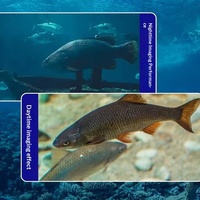 Détecteur de poissons sous-marin portable avec écran, 5000 mAh, étanche IP67, écran HD de 4,3 pouces, portée de détection de 0,6 m à 50 m, batterie de 6 à 8 heures