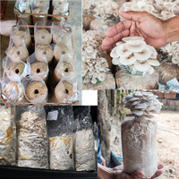Mycelium culture Mycologie Grow Extra Thick Polypropylene Sacs de ponte de grains entiers de 2 livres