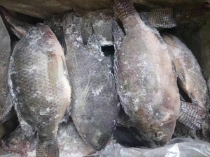 Xuất khẩu cá rô phi cá sống gutted thu nhỏ Chất lượng cao cá rô phi giá cá đông lạnh từ nhà cung cấp Trung Quốc - Product Image 6