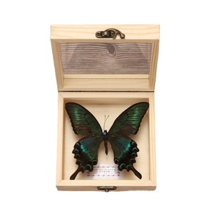 Boîte à spécimens de papillons, boîte en bois avec couvercle transparent, boîte de rangement pour spécimens d'insectes et de plantes, boîte de présentation de spécimens de papillons en bois - Product Image 5