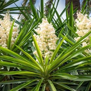 ผงราก schidigera สารสกัดซาโปนินโรสตราตาซาโปนินซาโปนิน - Product Image 3