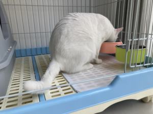 In Acciaio Inox Ciotola Del Cane Rimovibile Hanging Cibo Acqua Animali Cage Coop Tazza Grande Cucciolo di Gatto Uccelli Ciotola di Cibo con Bullone supporto - Product Image 5