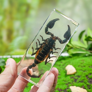 العقرب التحنيط الحقيقي في هدايا عيد الهالويا الراتنج والتعليم العلمي عينات الحشرات للجامع - Product Image 2
