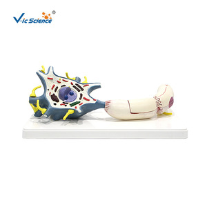 Modelo de ampliación de neurón VIC4261, modelo de ampliación médica, modelo anatómico del sistema nervioso humano - Product Image 3