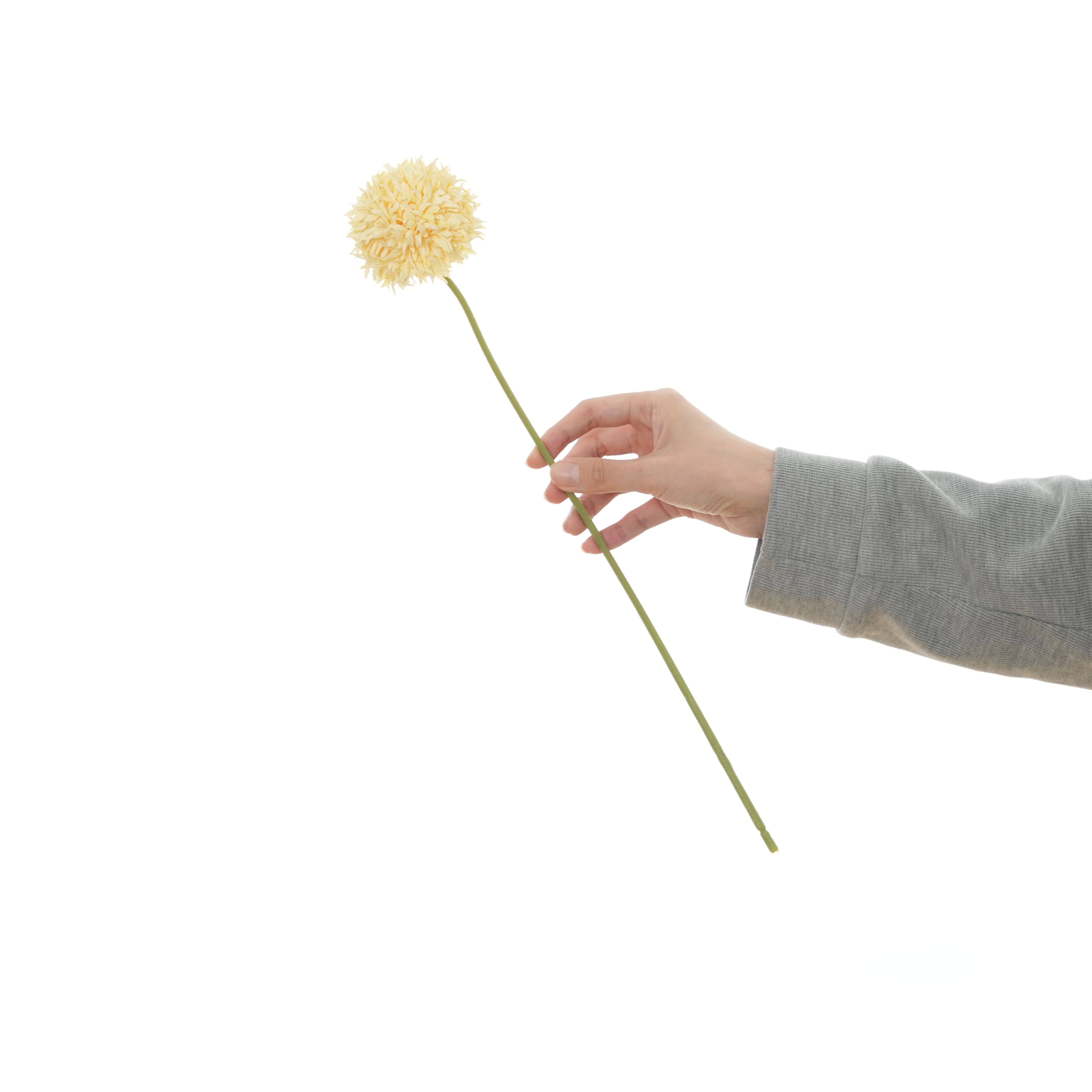 สีเหลืองครีม