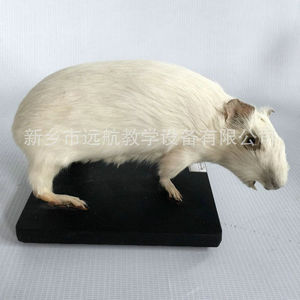 Fabricant de modèles d'animaux réalistes de haute qualité pour la maison, l'école, la recherche et l'artisanat. - Product Image 1