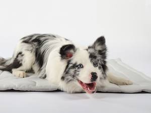 Rechthoekige Koelmat voor Kleine en Middelgrote Honden <span class=keywords><strong>2025</strong></span> Nieuwe Aangepaste Groothandel Trending Zomerhit - Product Image 3