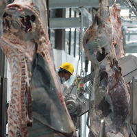 Palan de boucherie robuste pour bétail, utilisé dans les abattoirs de buffles et les usines de transformation de la viande bovine avec système d'inclinaison pour l'abattage du bétail