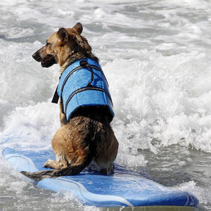 ملابس السباحة الكلب الصديقه للبيئة سترة الحياة مع رغوة الطفو وأبازيم الإفراج السريع للاستخدام الشاطئ وحمام السباحة - Product Image 5