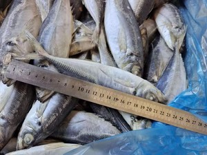 X25632 Seafrozen Fabriek Horsmakreel Vis Voor Verkoop Fabrikant Prijs Horsmakreel 80-130G - Product Image 5