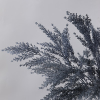 Branches de plantes artificielles en velours effet givre, givre de fleurs, givre d'herbe, givre de plantes pour arrangements floraux DIY, mariage, maison, extérieur