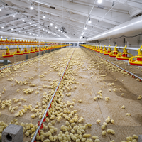 Équipement d'éleveur automatique de canards de chair Mangeoire d'alimentation domestique Élever du poulet en croissance Système de plancher de volaille Machines de ferme pour poulets