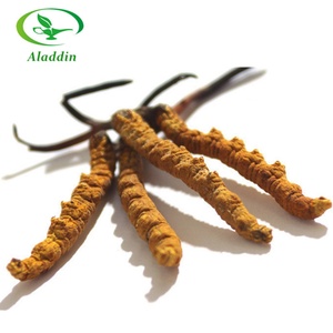 Poudre d'extrait de Cordyceps CS-4/Cordyceps Militaris/Cordyceps Sinensis de haute qualité, emballée sous vide dans un fût - Product Image 1