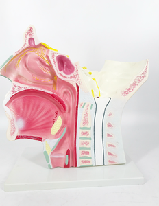 Modèle anatomique des nerfs crâniens et autonomes - Matériel PVC réaliste et durable - Product Image 6