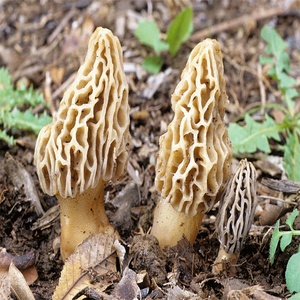 Top Wold Pilze Hot Sell Wild Morchel Pilz Trocken Colmenillas Precio Frische <span class=keywords><strong>Morcheln</strong></span> - Product Image 5