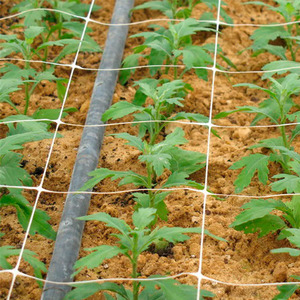Meilleure Vente : Filet de Treillis Carré en PP Extrudé pour Tomates et Concombres, Filet de Croissance pour Plantes Grimpantes - Product Image 3