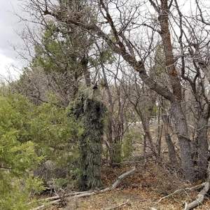 ชุดพรางตัว AUSCAMOTEK แบบ 5-in-1 น้ำหนักเบา ระบายอากาศได้ดี เหมาะสำหรับกิจกรรมกลางแจ้ง ทั้งชายและหญิง - Product Image 5