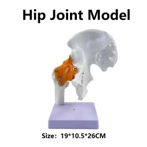 Modèle anatomique de la hanche grandeur nature de haute qualité pour l'enseignement et l'apprentissage, modèle d'enseignement avec ligaments flexibles, modèle d'os de la hanche - Product Image 3