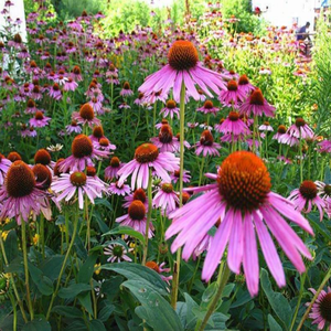 GMP Standard Hochwertige Lebensmittel qualität <span class=keywords><strong>Echinacea</strong></span> <span class=keywords><strong>Purpurea</strong></span> Extrakt Chicor säure Pulver Wirkstoff Polyphenole Trommel - Product Image 2