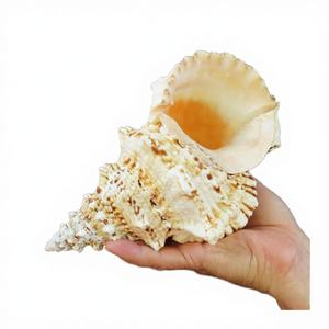 Offre Spéciale : Coquillage Naturel Poli Seastar Real Crafts pour Décoration Intérieure, Effet Naturel et Type Coquillage à Visser - Product Image 4
