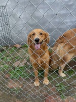 Galvanizli Tel Örgü Çit, Çiftlik İzolasyonu, Açık Hava Futbol Sahası, Tavşanlar, Evcil Hayvanlar, Köpekler, Sebze Bahçesi Koruma Çiti