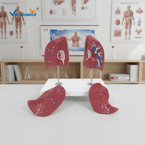 Modèle de torse du système <span class=keywords><strong>respiratoire</strong></span> humain en plastique, <span class=keywords><strong>aide</strong></span> à l'enseignement médical pour les écoles et les hôpitaux - Product Image 4