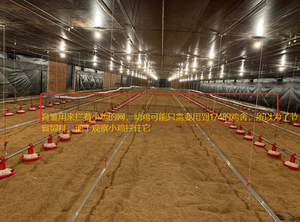 Nuevo Diseño de Sistema Automático de Bebederos para Aves de Corral en Granjas Avícolas - Product Image 2