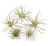 Super Septembre Offres Spéciales Ensemble de 5 Faux Artificiels Tillandsia Air Plants Broméliacées