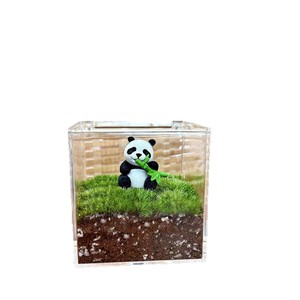 Miniatura de Paisaje de Musgo Panda, Regalo Creativo, Decoración de Escritorio, Jardín Privado en Botella Ecológica, Planta Verde de Oficina, Planta Pequeña en Maceta, Producto Terminado - Product Image 5