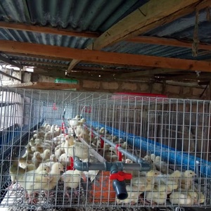 Clarge tavuk kümesi ve Run tavuk çiftlik yapı ucuz metalik tavuk Broiler <span class=keywords><strong>Coops</strong></span> evi - Product Image 1