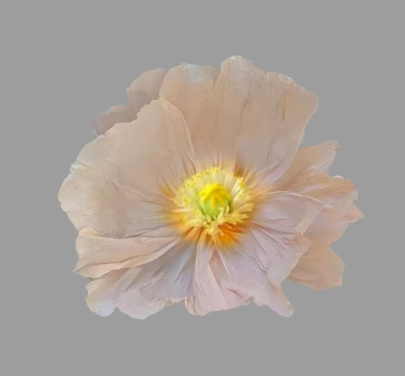 Rosa chiaro, 1 fiore, 60 cm