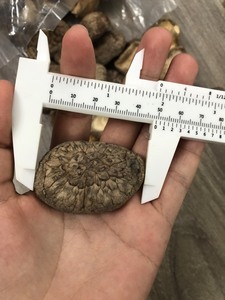 Loto azul, precio barato, gran cantidad de setas shiitake secas, setas de alta calidad, hongos secos, Vietnam 2025 de alta calidad - Product Image 3