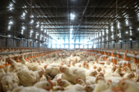 Peralatan Peternakan Ayam Broiler Otomatis: Sistem Pemberian Pakan Auger, Tempat Minum Nipple, dan Alas Pemanas untuk Kandang Unggas Skala Besar