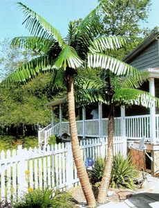 120cm 150cm cây nhân tạo giả lá cây xanh Cây Bụi Nhiệt đới lá cây chuối cho trong nhà bên ngoài trang trí đám cưới - Product Image 6