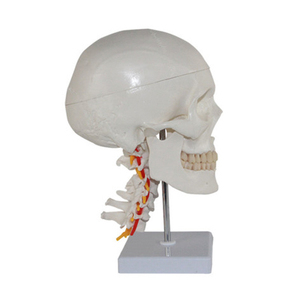 Modelo de cráneo humano, <span class=keywords><strong>esqueleto</strong></span> de PVC blanco con <span class=keywords><strong>columna</strong></span> cervical, barato - Product Image 4
