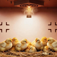 Chauffe-poussins en plastique à contrôle de température précis, très demandé, pour poussins, canards et cailles
