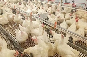 Venta de sistema alimentador de gallinas, rueda de esquina, cadena transportadora, línea de alimentación, criador, casa, equipo avícola, cría de pollos - Product Image 5