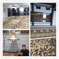 Résistance de ferme de volaille à gaz en céramique, 230 v, manuel, dispositif de sécurité, chauffage de maison de poulet