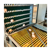 Cages à poules pondeuses de type H, type A, en acier galvanisé, cages à volailles automatiques neuves Tianrui
