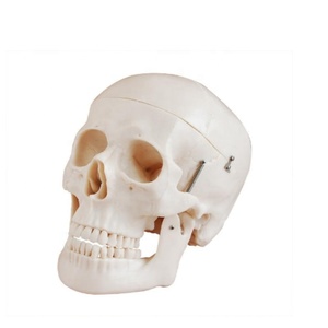DARHMMY a grandezza naturale stile teschio umano modello <span class=keywords><strong>D</strong></span> per la scienza medica - Product Image 1