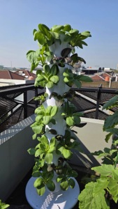 Attrezzatura Idroponica <span class=keywords><strong>per</strong></span> Coltivazione di Verdure con 36 Fori, <span class=keywords><strong>per</strong></span> Giardinaggio Domestico e Coltivazione Fuori Suolo - Product Image 6