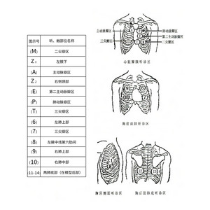 Simulateur informatique de palpation et d'auscultation cardio-pulmonaire, modèle d'auscultation cardio-pulmonaire féminin, formation clinique - Product Image 2