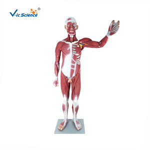 Modèle de torse de <span class=keywords><strong>corps</strong></span> <span class=keywords><strong>humain</strong></span> médical grandeur nature 29 partie Figure <span class=keywords><strong>musculaire</strong></span> humaine avec modèle d'anatomie des organes 22 pièces - Product Image 1