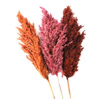 Natural Dried Reed Flower, Boho Flowers, Catkins