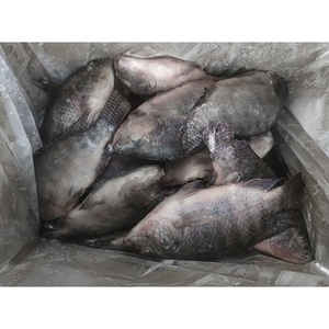 Tilapia Congelée 400 600 500 800 IQF BQF Tilapia Noire Fournisseur en Gros - Product Image 6