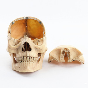 Modelo Anatómico de Esqueleto Humano de Resina a Tamaño Real, Colorido, para Accesorios de Fiesta de Halloween, Decoración del Hogar, Jardinería y Celebraciones - Product Image 4