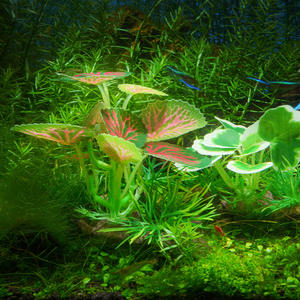 10cm 하이 퀄리티 플라스틱 관상용 식물과 수족관 용품 용 가라 나무 미니어처 어항 물 풍경 모델링 - Product Image 4