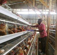Cage à batterie pour volailles, galvanisée, longue durée d'utilisation, pour poules pondeuses, élevage de poulets